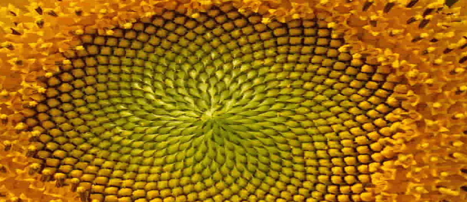 Golden Ratio Photography: How To Balance Your Composition Simply With The Fibonacci Sequence